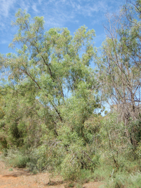 APII jpeg image of Banksia gardneri var. gardneri,<br/>Acacia salicina  © contact APII