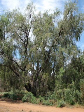 APII jpeg image of Banksia gardneri var. gardneri,<br/>Acacia salicina  © contact APII