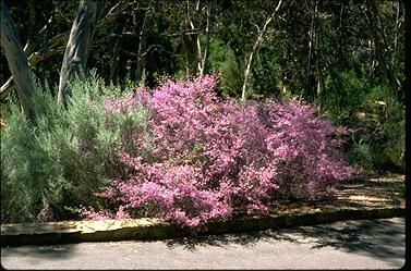 APII jpeg image of Prostanthera discolor  © contact APII