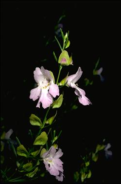 APII jpeg image of Prostanthera nivea  © contact APII