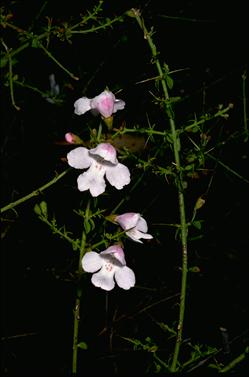 APII jpeg image of Prostanthera spinosa  © contact APII