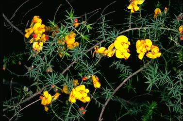 APII jpeg image of Pultenaea juniperina  © contact APII