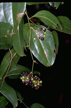 APII jpeg image of Smilax australis  © contact APII