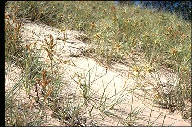 APII jpeg image of Spinifex hirsutus  © contact APII