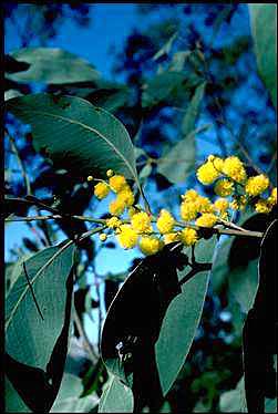 APII jpeg image of Acacia bancroftiorum  © contact APII