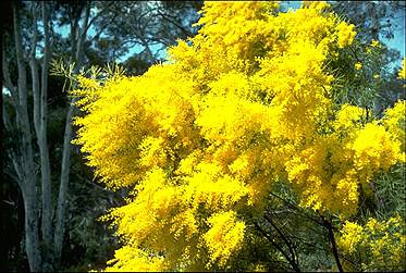 APII jpeg image of Acacia boormanii  © contact APII