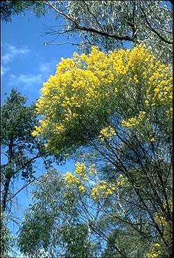 APII jpeg image of Acacia doratoxylon  © contact APII