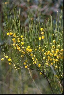 APII jpeg image of Acacia juncifolia  © contact APII