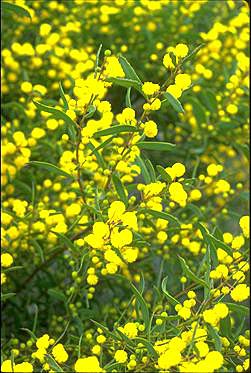 APII jpeg image of Acacia microcarpa  © contact APII