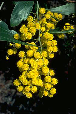 APII jpeg image of Acacia pycnantha  © contact APII