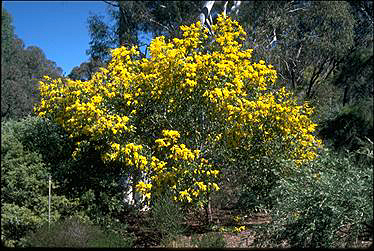 Photo of Acacia pycnantha