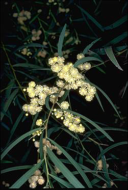 APII jpeg image of Acacia saliciformis  © contact APII