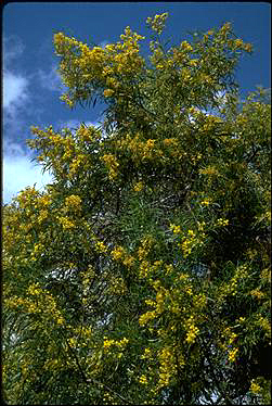 APII jpeg image of Acacia saligna  © contact APII