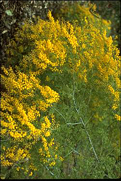 APII jpeg image of Acacia spectabilis  © contact APII