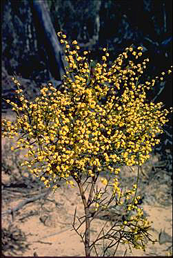 APII jpeg image of Acacia spinescens  © contact APII