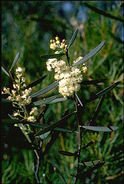 APII jpeg image of Acacia suaveolens  © contact APII