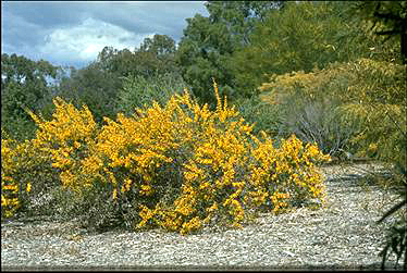 APII jpeg image of Acacia triptera  © contact APII