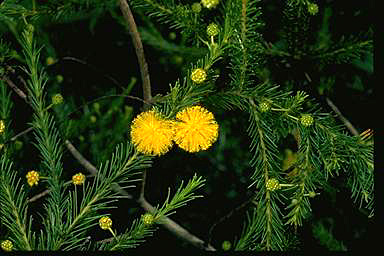 APII jpeg image of Acacia handonis  © contact APII