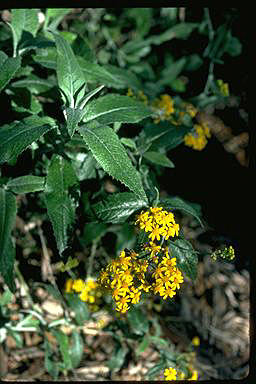 APII jpeg image of Senecio garlandii  © contact APII