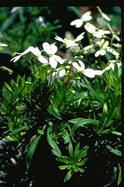 APII jpeg image of Stylidium galioides  © contact APII