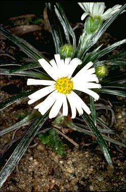 APII jpeg image of Celmisia astelifolia  © contact APII