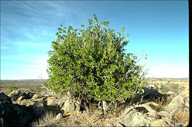 APII jpeg image of Celtis philippensis  © contact APII