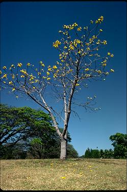 APII jpeg image of Cochlospermum gillvraeii  © contact APII