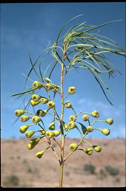 APII jpeg image of Codonocarpus pyramidalis  © contact APII