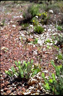 APII jpeg image of Conospermum densiflorum  © contact APII