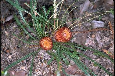 APII jpeg image of Banksia nivea  © contact APII