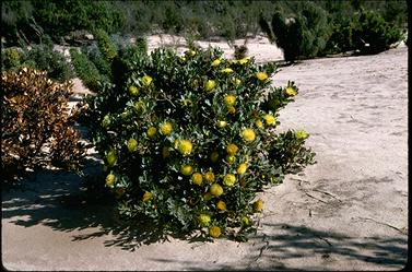 APII jpeg image of Banksia heliantha  © contact APII