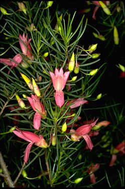 APII jpeg image of Eremophila alternifolia  © contact APII