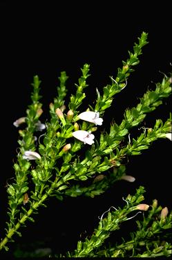 APII jpeg image of Eremophila brevifolia  © contact APII