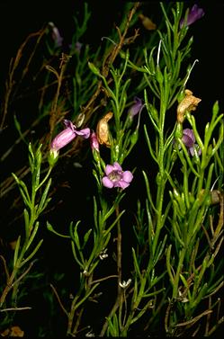 APII jpeg image of Eremophila drummondii  © contact APII