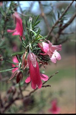 APII jpeg image of Eremophila latrobei  © contact APII