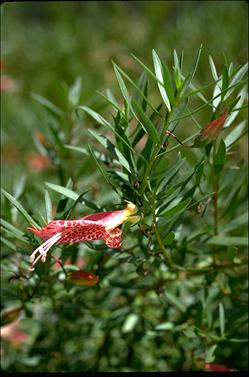 APII jpeg image of Eremophila maculata  © contact APII