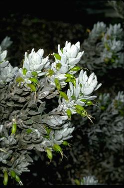 APII jpeg image of Eremophila subfloccosa  © contact APII