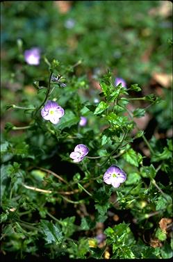 APII jpeg image of Veronica calycina  © contact APII