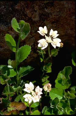 APII jpeg image of Xanthosia rotundifolia var. rotundifolia  © contact APII