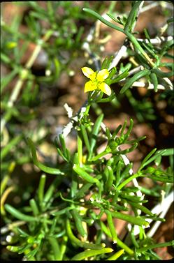 APII jpeg image of Zygophyllum aurantiacum subsp. aurantiacum  © contact APII