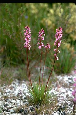 APII jpeg image of Stylidium graminifolium  © contact APII