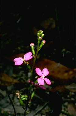 APII jpeg image of Stylidium lineare  © contact APII