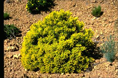 APII jpeg image of Synaphea spinulosa  © contact APII