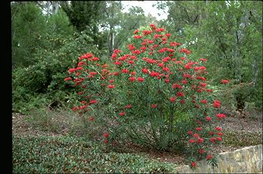 APII jpeg image of Telopea mongaensis  © contact APII