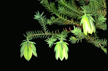 APII jpeg image of Darwinia carnea  © contact APII