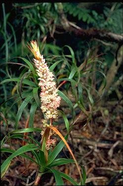 APII jpeg image of Dracophyllum sayeri  © contact APII