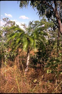 APII jpeg image of Cycas armstrongii  © contact APII