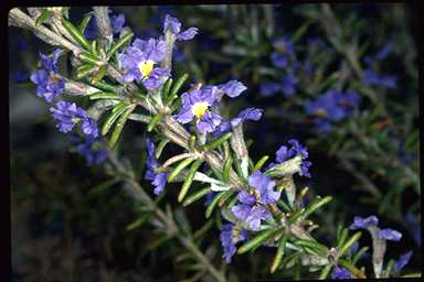 APII jpeg image of Dampiera rosmarinifolia  © contact APII