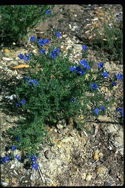 APII jpeg image of Lechenaultia biloba  © contact APII