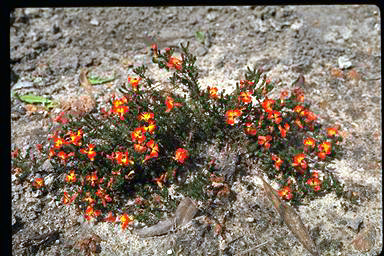 APII jpeg image of Lechenaultia formosa  © contact APII